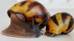 Câți ani de melci din akhatina acasă